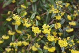 How To Grow And Care For Berberis Barberry Plants UK The Arches