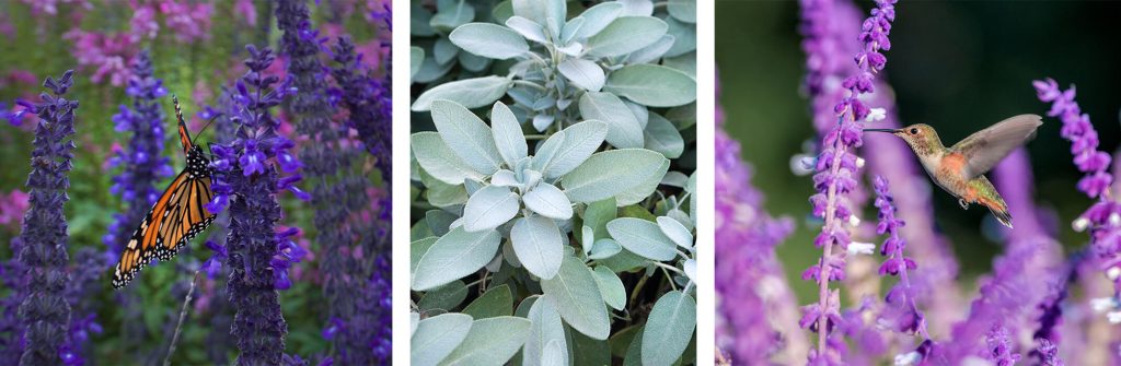 Do Salvias Need Cutting Back?