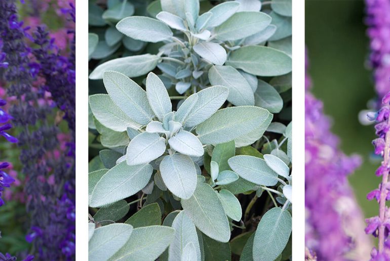 Do Salvias Need Cutting Back?