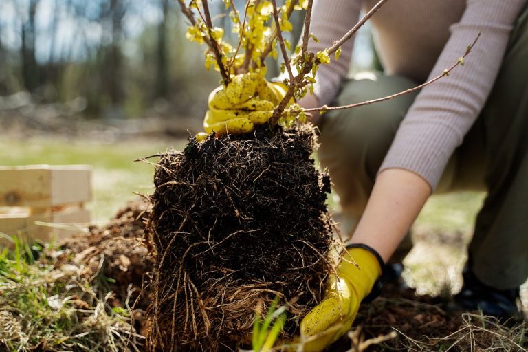 Sowing Success: Key Practices for Enhancing Soil Health