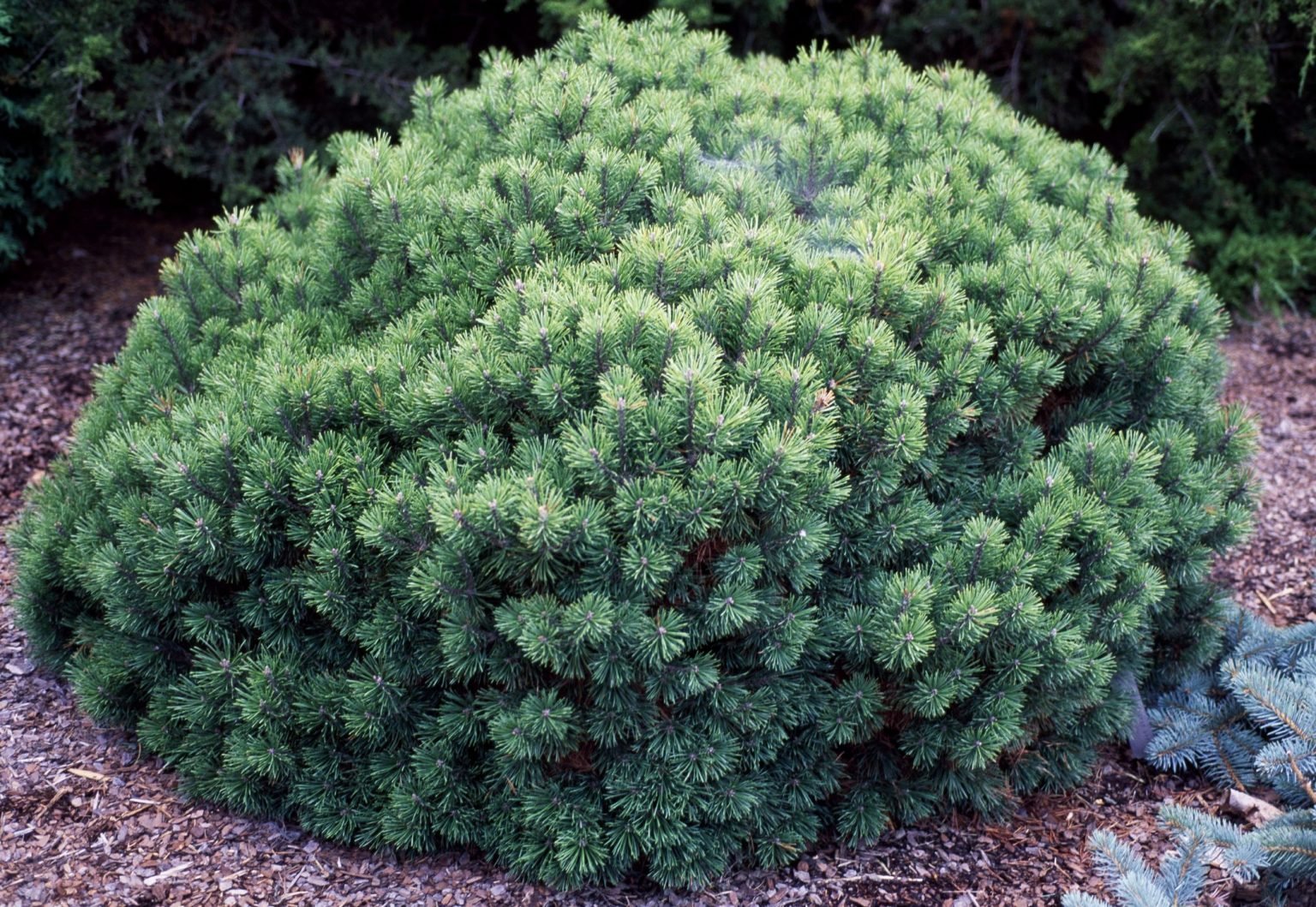 8-best-dwarf-evergreen-trees-for-your-garden-thearches