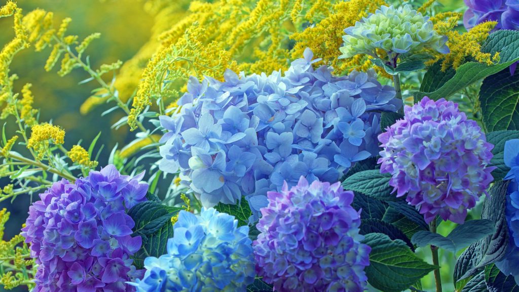 8 Flowering Shrubs