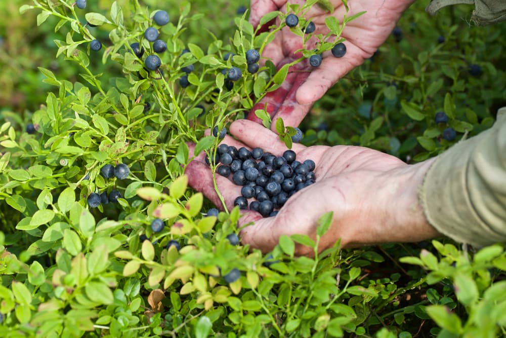 Discover The A Z List Of Berry Types And Varieties TheArches