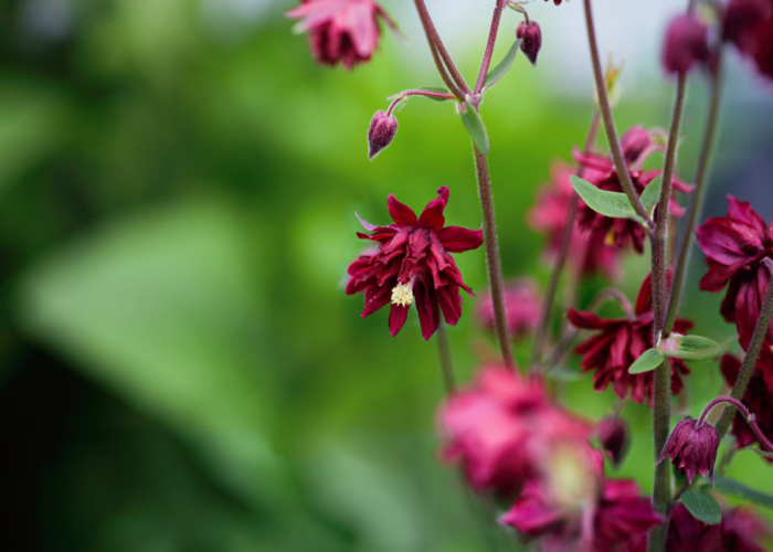 A. Vulgaris Var. Stellata _Ruby Port_