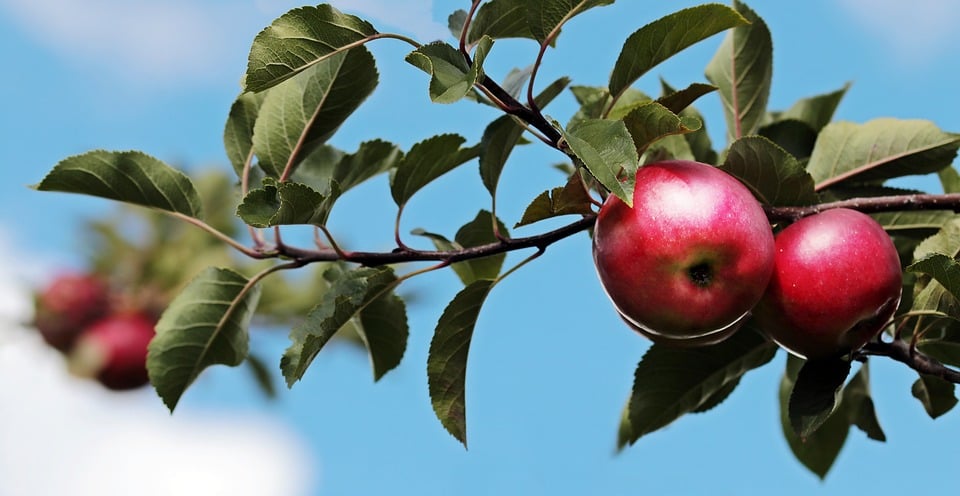 About The Apple Tree