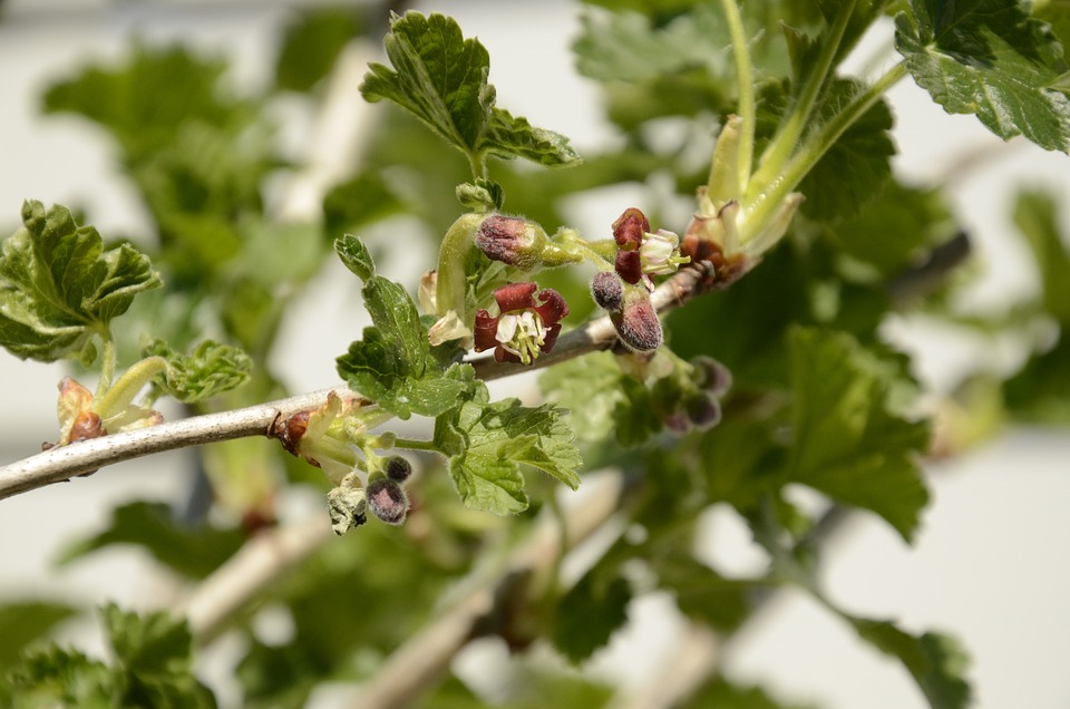 About The Tayberry Plant