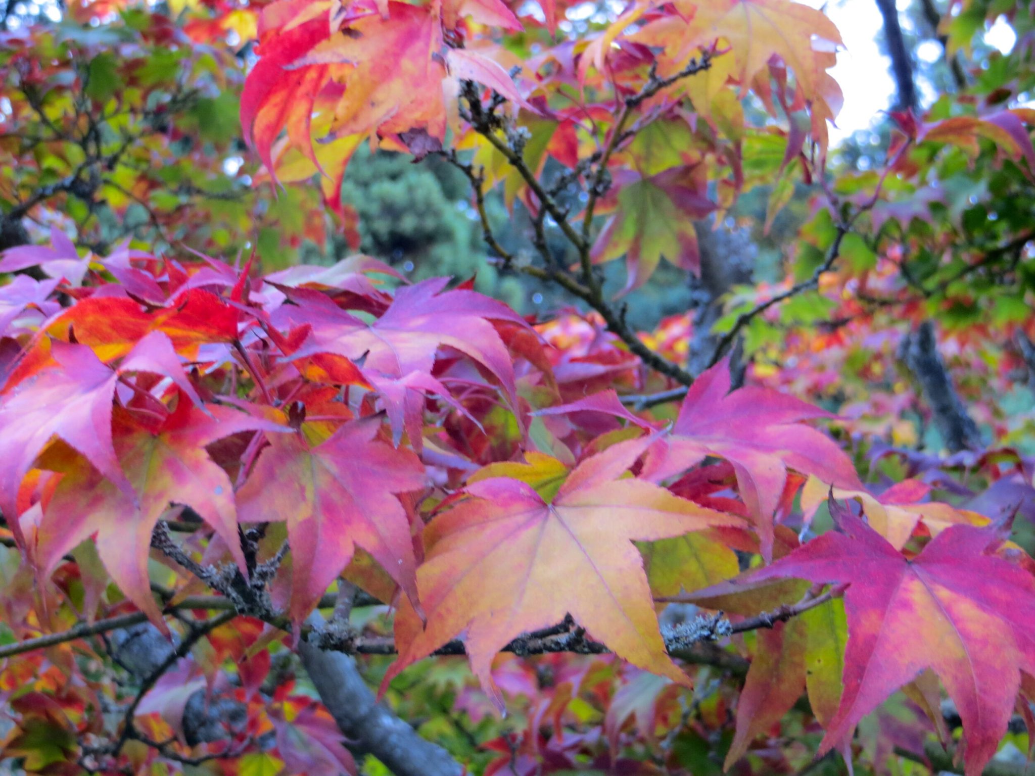 what-does-acer-mean-in-japanese-maple-thearches