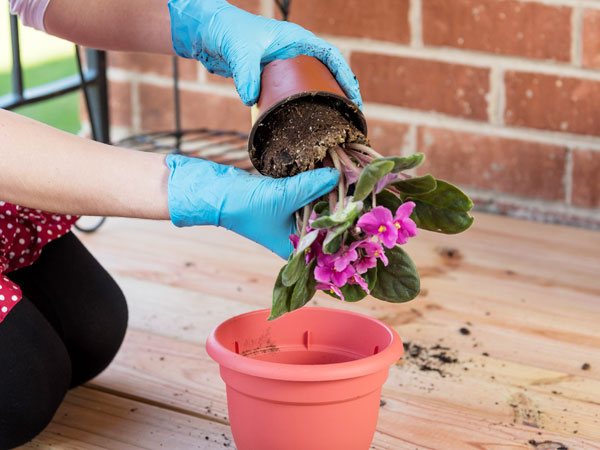 African Daisy Potting and Repotting