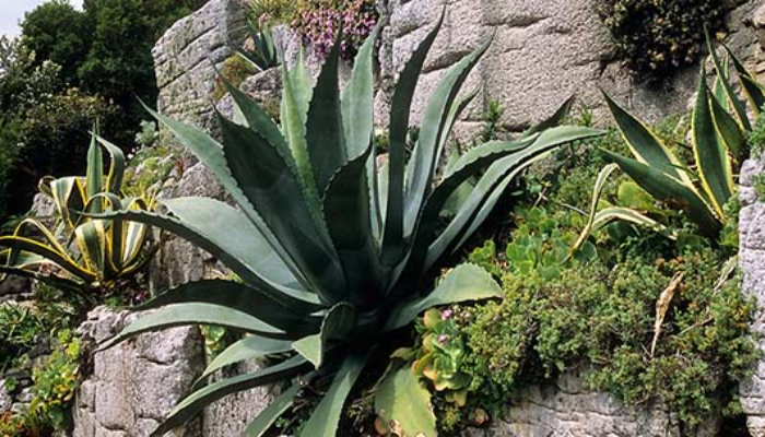 Agave Americana