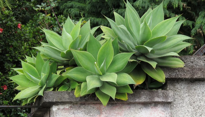 Agave Attenuata