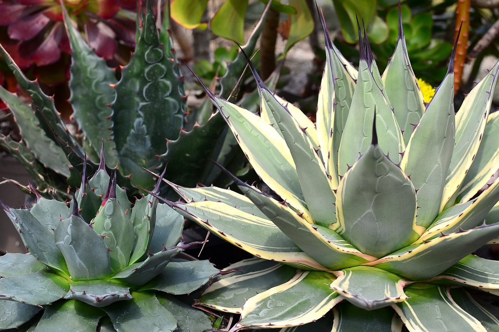 How To Grow And Care For Agave Succulents The Arches 5705