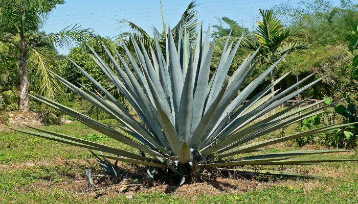 Agave Tequilana