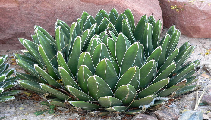 Agave Victoriae-Reginae