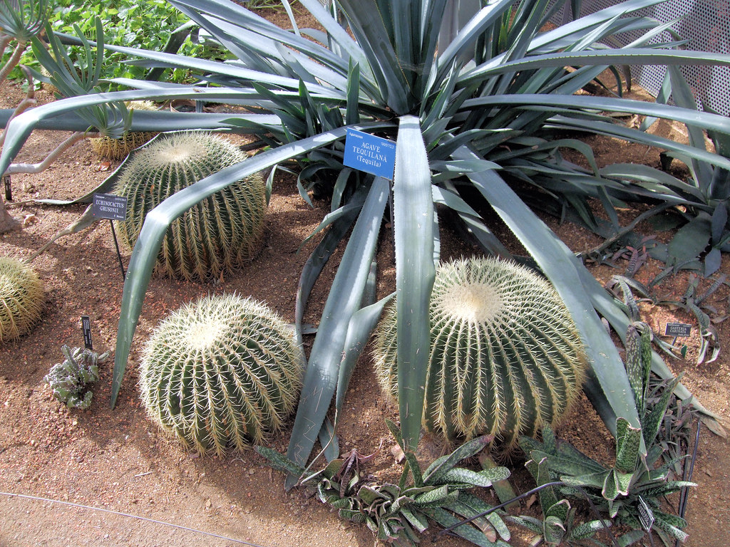 Agave