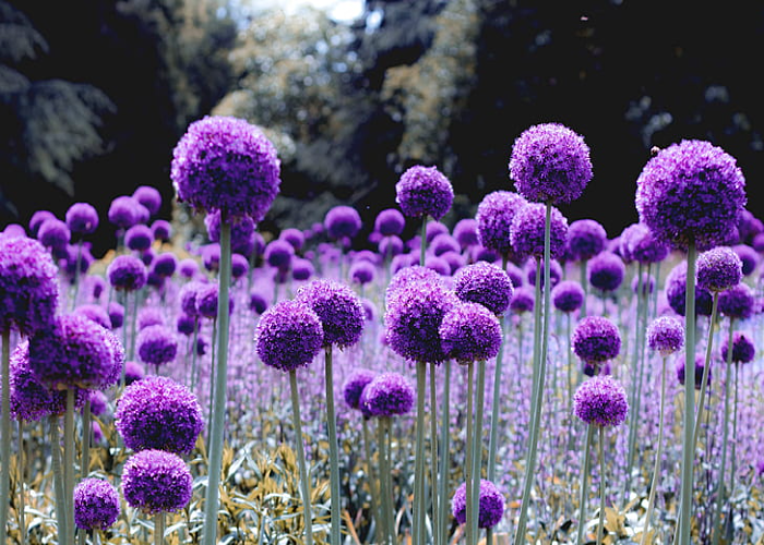 _Alliums