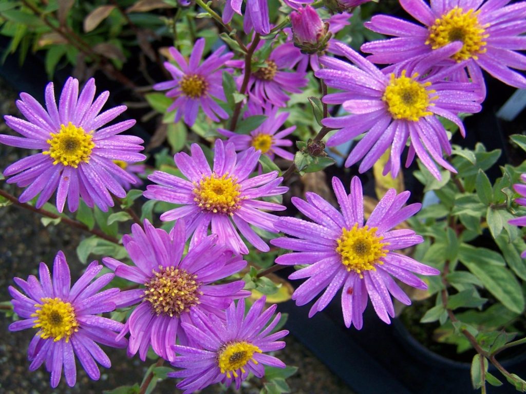 Alpine Aster