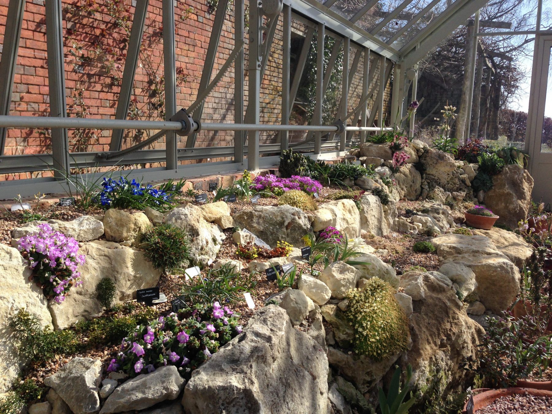 Alpine Plants