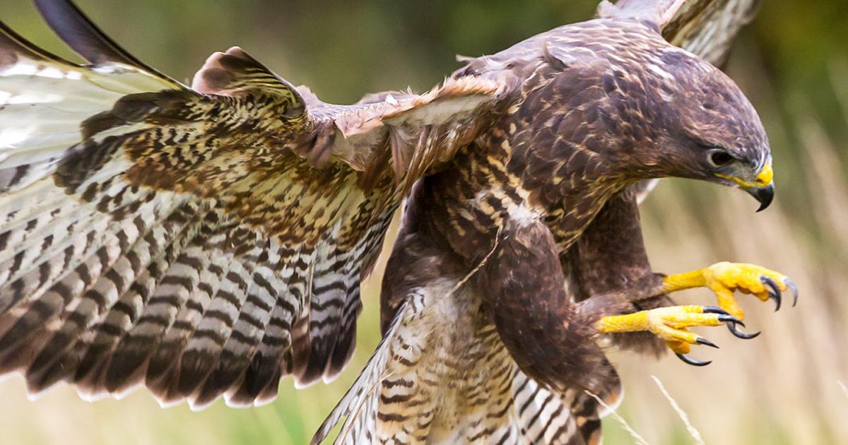12 British Birds Of Prey To Spot In The Wild