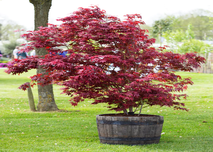 Amelanchier Tree