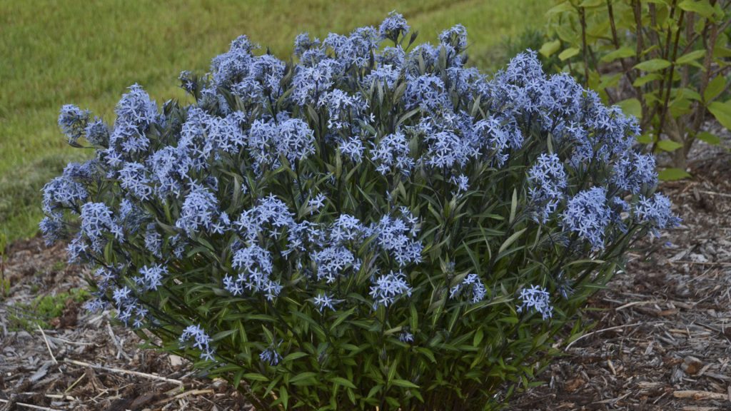 Amsonia