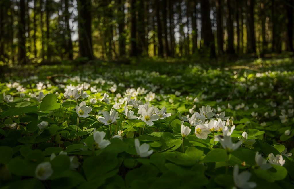  Anemones