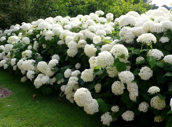 Annabelle Hydrangea