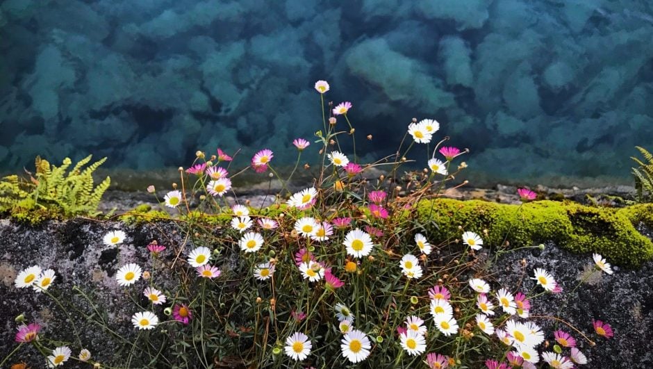 Appropriate Watering to Cosmos