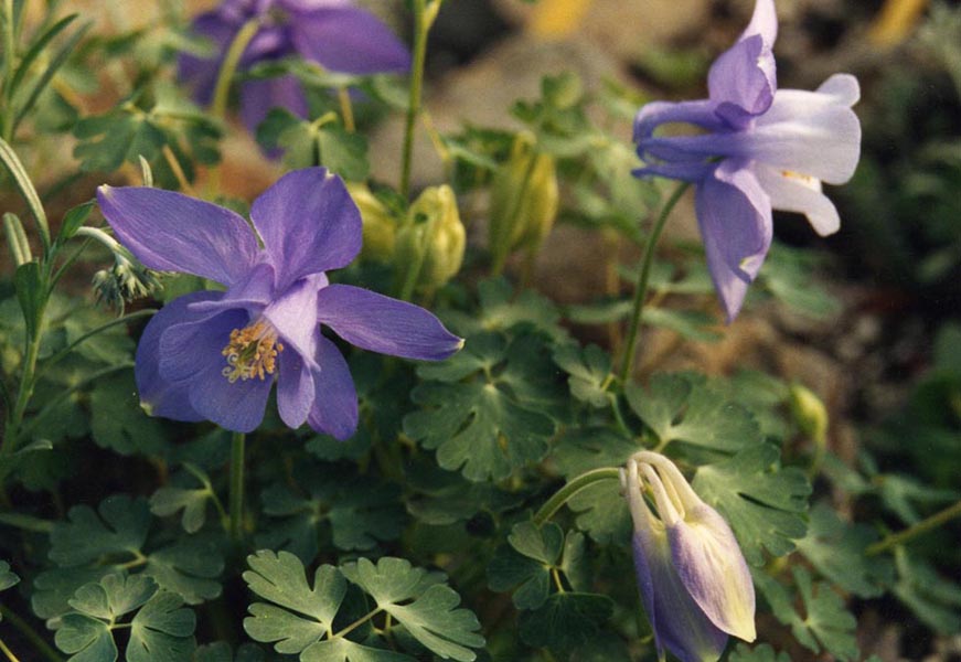 Aquilegia Varieties For Astonishing Blooms