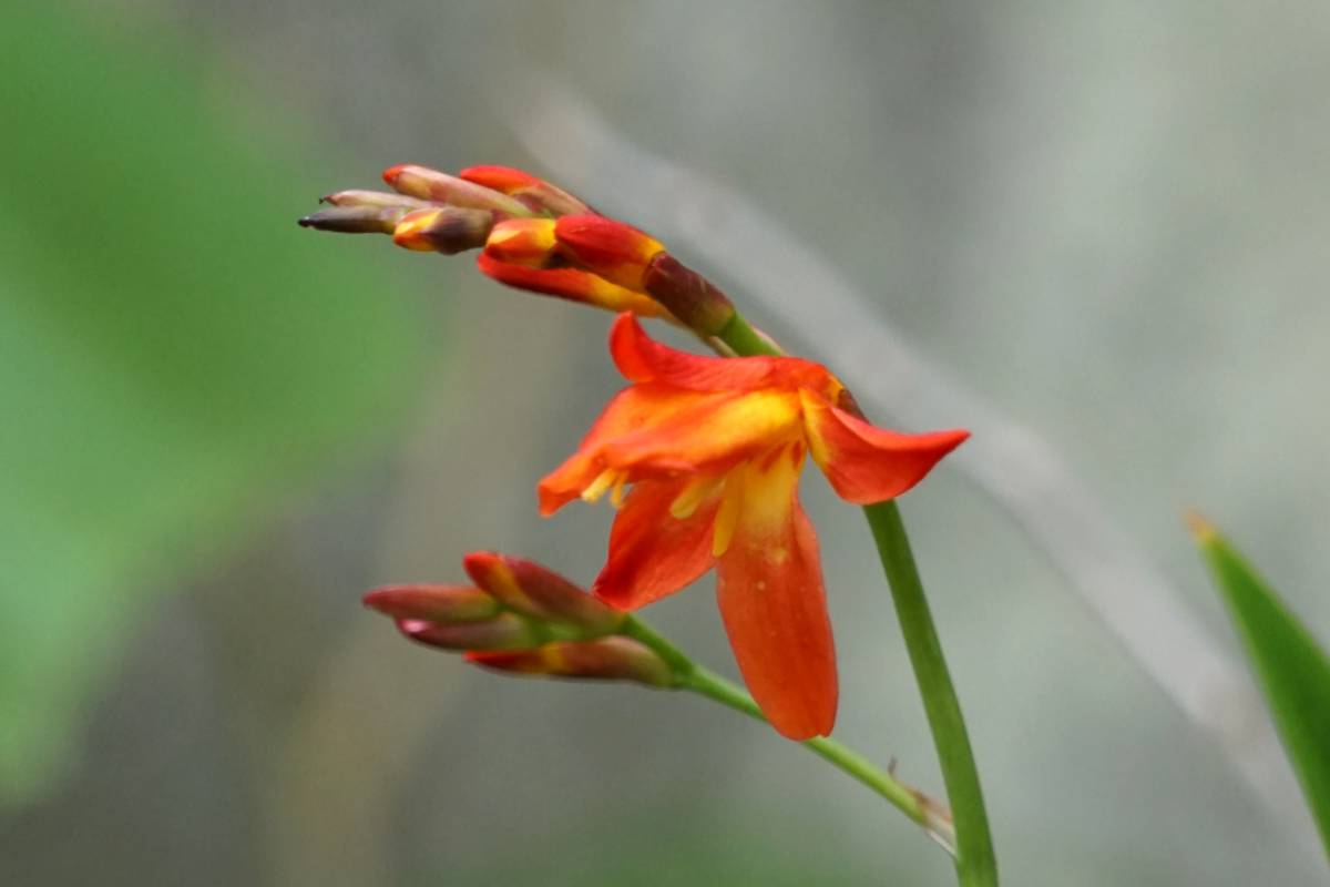 Are Crocosmias Hardy