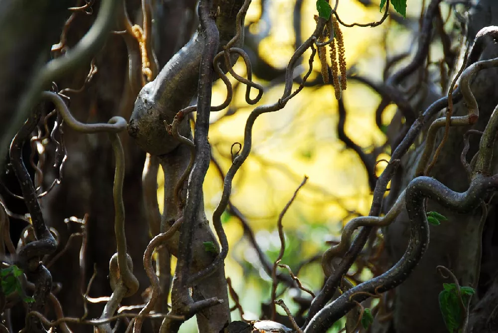 Are Curly Willows Invasive?