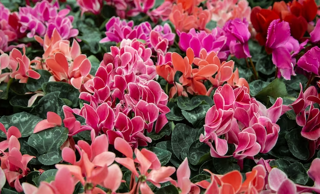 Are Cyclamen Plants Perennial