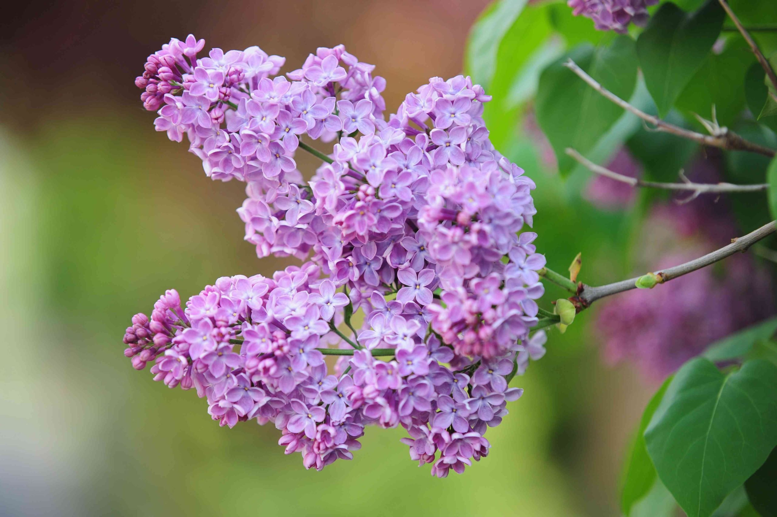 Are Lilacs Evergreen?