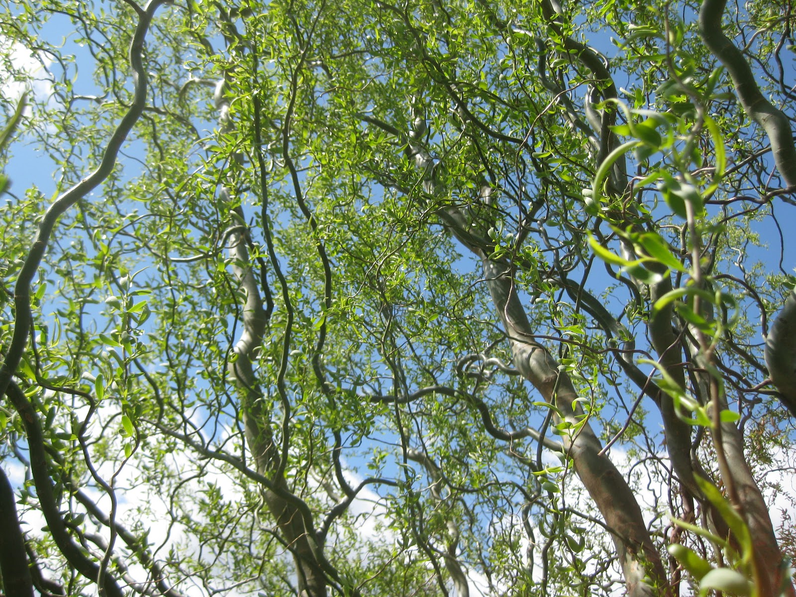 Are There Any Downsides to These Curly Willows?