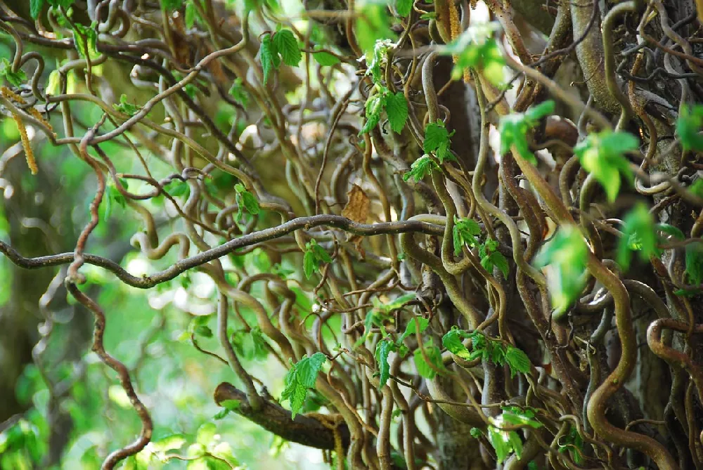 Are These Curly Willows Harmful?