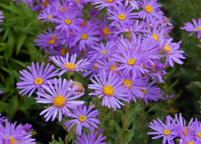 Astereae (Asters)