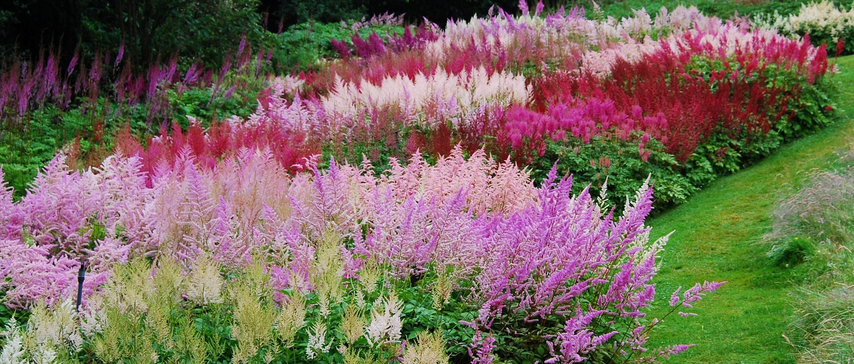 Astilbe