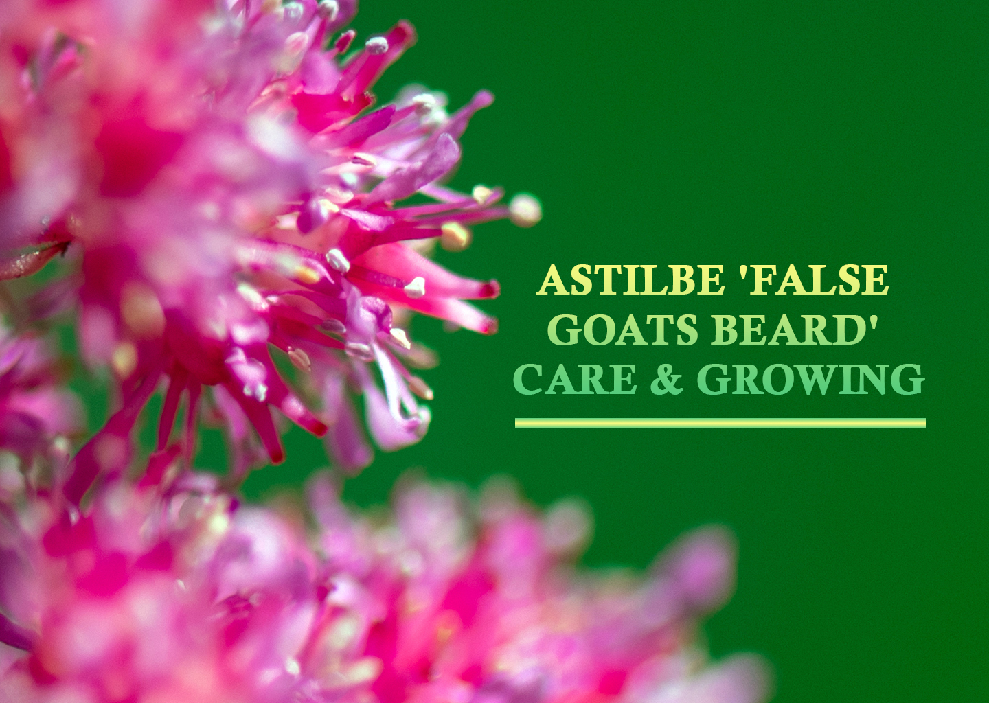 Astilbe 'False Goats Beard' Care & Growing