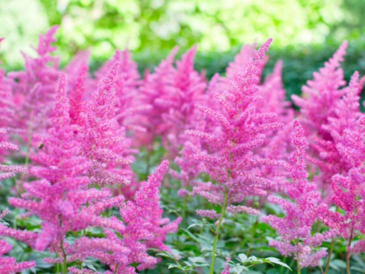 Astilbes