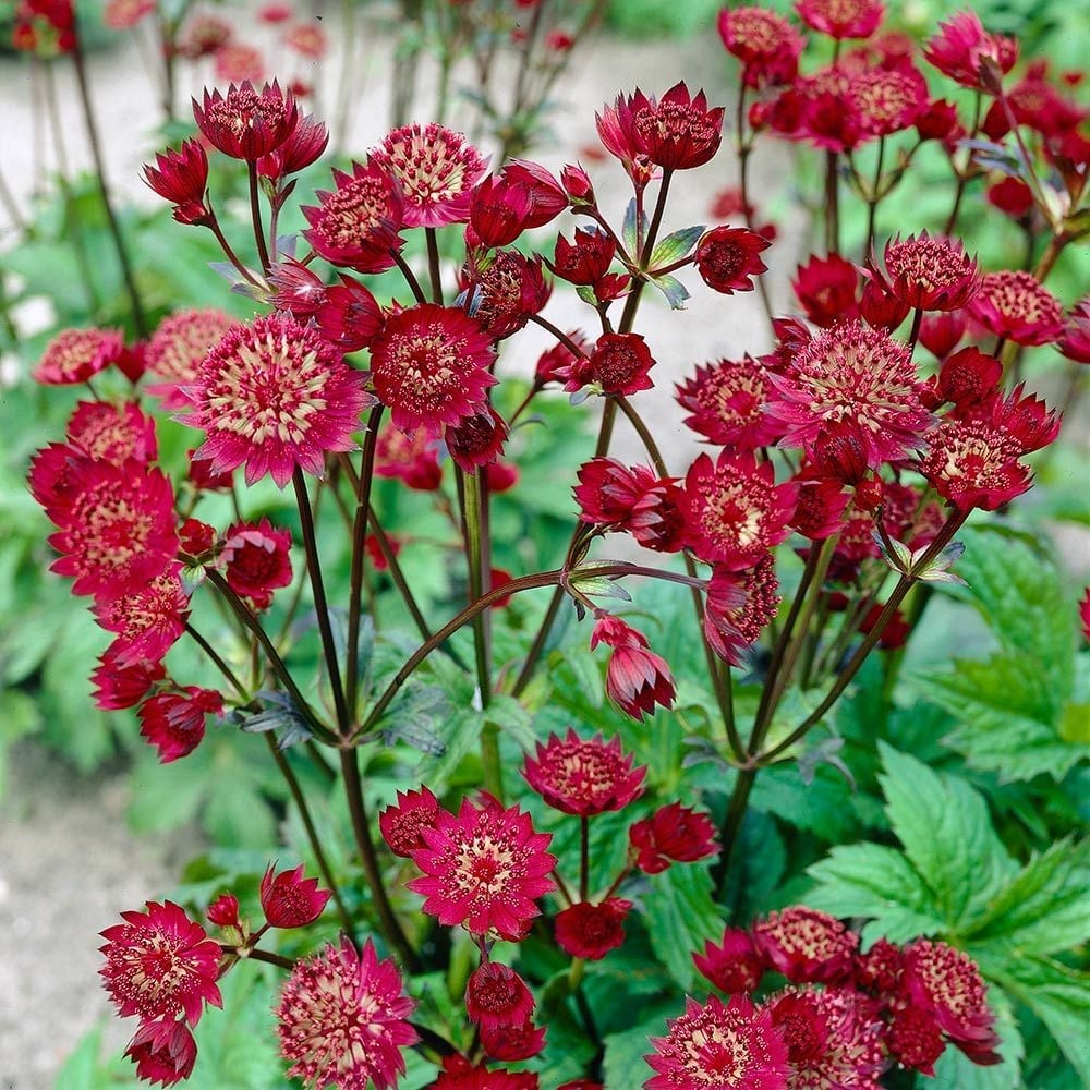 Astrantia Claret