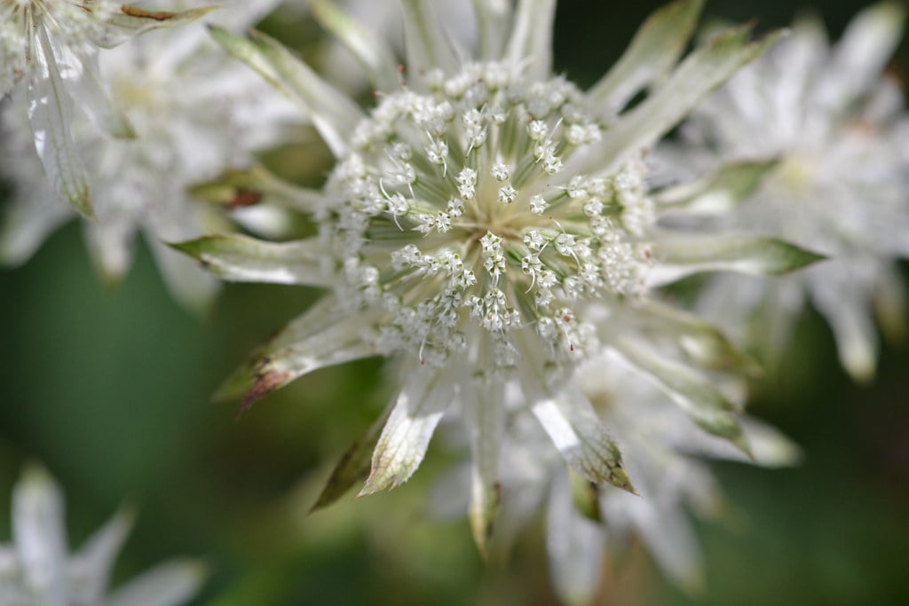 Astrantia Madeleine-van-Bennekom