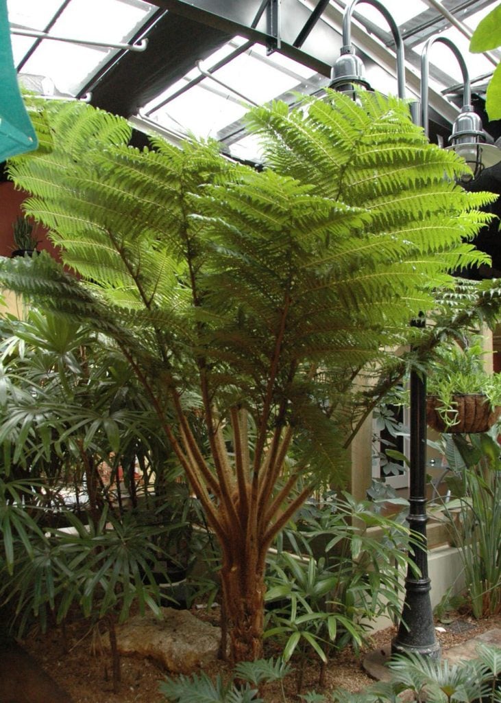 25 Different Types of Fern to Grow in the UK - The Arches