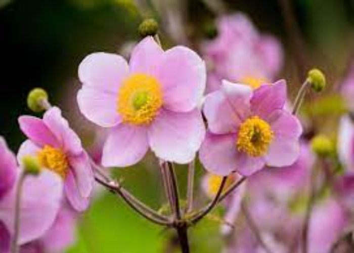 Autumn Anemones