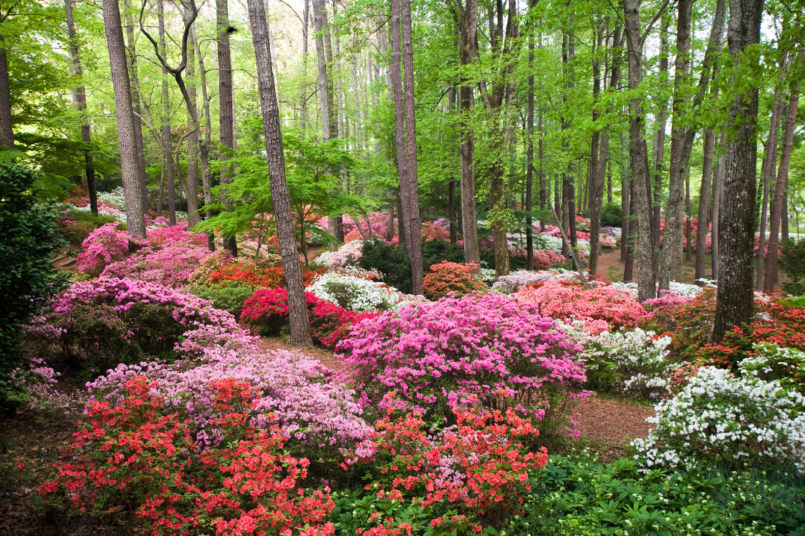 Azaleas- Types and Varieties