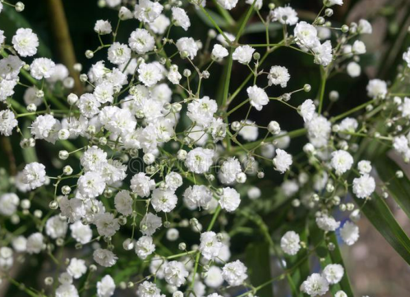 Baby's Breath