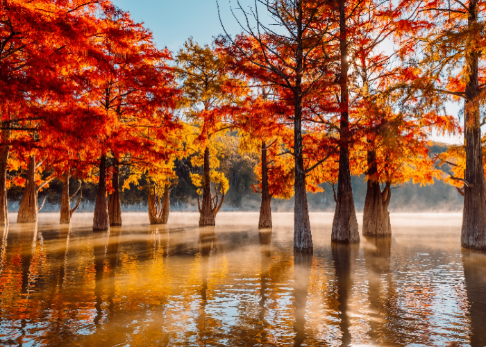 Bald Cypress