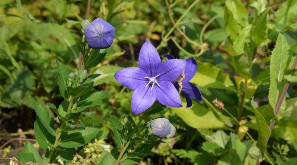 Balloon Flower