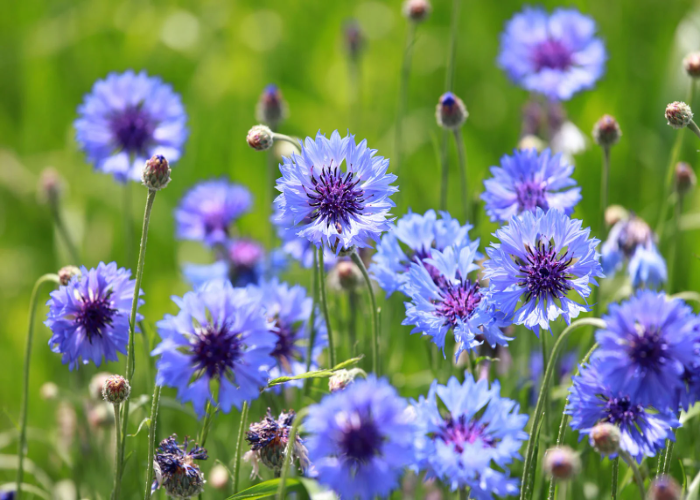 Balloon Flower