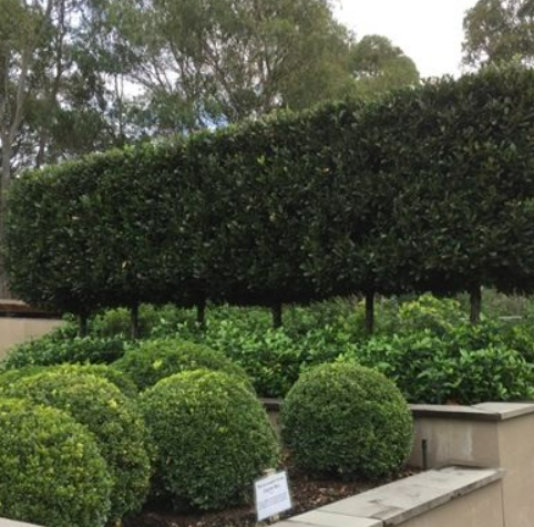 Bay Laurel (Laurus Nobilis)