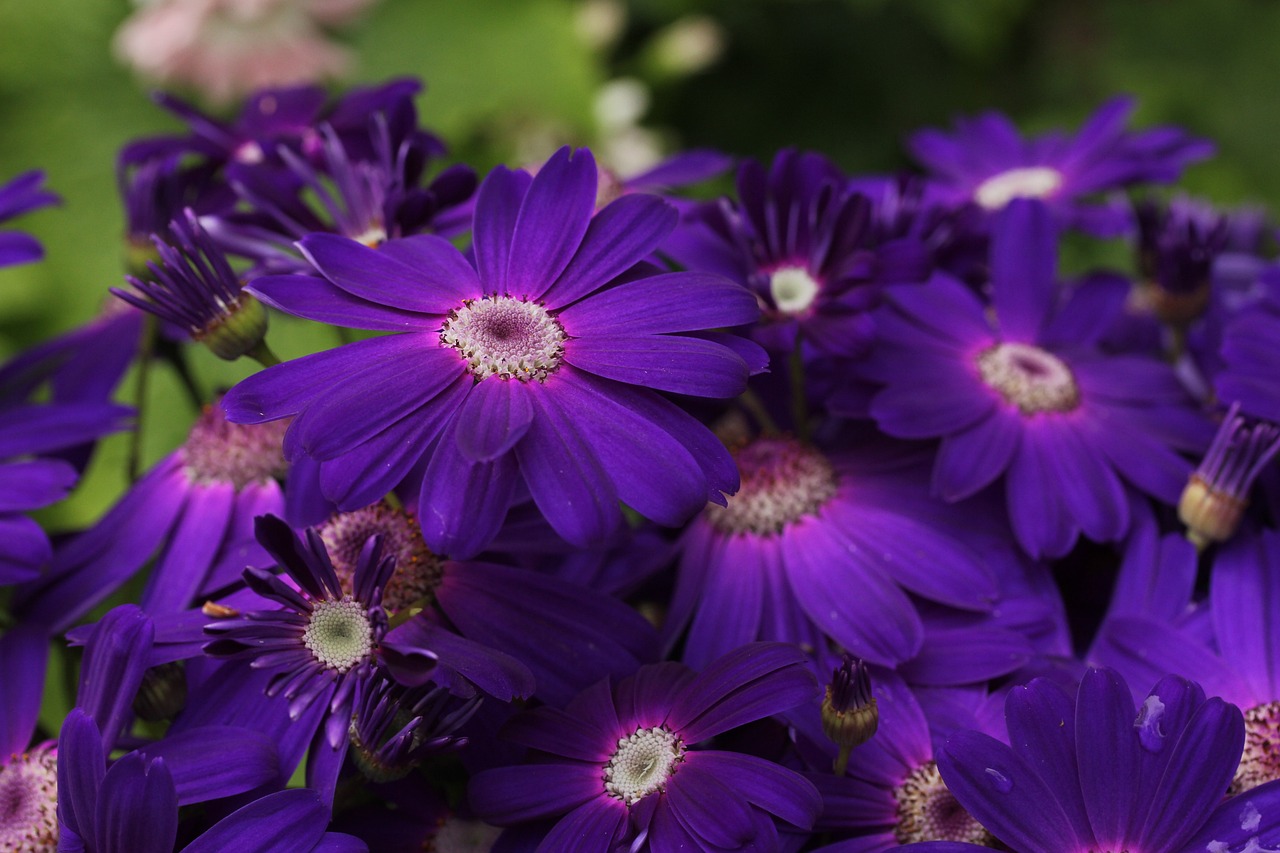 Beautiful Gerbera Varieties For Gardens