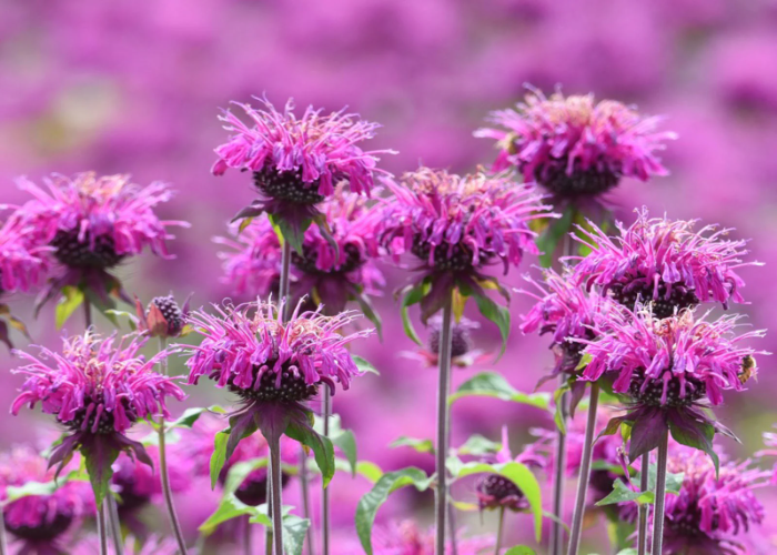 Beebalm